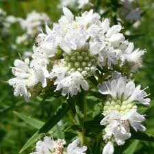 White Mountain Mint Flower Seeds for Planting - 100 pcs