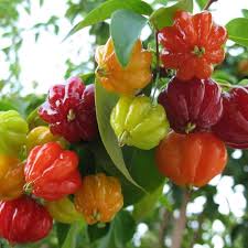 Surinam Cherry Fruit Seeds for Planting - Growing Tropical Fruits with Unique Flavor, Heirloom Seeds