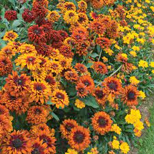 Yellow Rudbeckia Goldstrum Flower Seeds for Planting 100 pcs