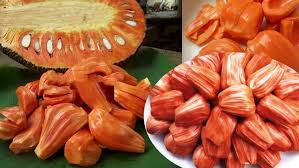 Orange Jackfruit Seeds for Planting- Large, Sweet Jackfruits for a Bountiful Harvest, GMO Free