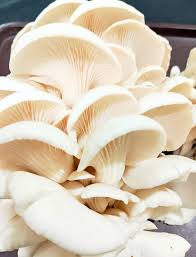 Oyster Mushroom Seeds for Planting - 100 pcs