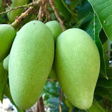 Keo Savoy (Cambodian Mango) Mango Fruit Seeds for Planting - Grow Your Own Delicious Mango Trees