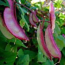 Heirloom Purple  Hyacinth Bean Seeds for Planting heirloom & Non-GMO Seeds