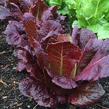 Red Lettuce Vegetable Seeds for Planting heirloom & Non-GMO Seeds