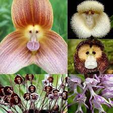 Mixed Monkey Face Orchid Flower Seeds for Planting - Ideal for Home Garden Seeds, Heirloom Seeds