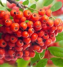 Sorbus Aucuparia-Rowan,European Mountain Ash Fruit Seeds for Planting – Ideal for Garden Growth, Heirloom Seeds