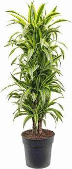 Grønne Dracaena palmeplantefrø til have - 100 stk