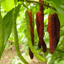 Futuba Long Mulberry Fruit Seeds for Planting - Prolific, Sweet Berry Trees, Heirloom Seeds