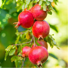 Pomegranate Wonderful Seeds – Heirloom, Non-GMO Fruit Seeds for Garden Planting