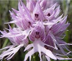 Purple Pyramid Monkey Orchid Seeds for Planting - 100 pcs