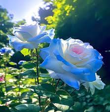 Thai Blue Rose Flower Seeds for Planting - 100 pcs