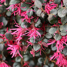 Red Loropetalum Flower Seeds for Planting - 100 pcs