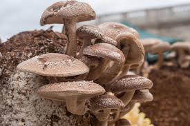 Shiitake Mushrooms Seeds for Planting,100 pcs