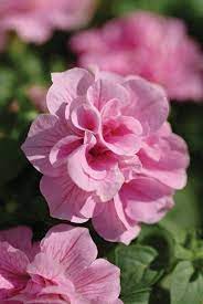 Double Petunia Flower Seeds for Planting - Baby Pink, Heirloom, NON-GMO Seeds - Easy to Grow