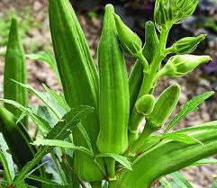 Lady Finger or Okra Seeds for Planting - Fresh Vegetable 100 pcs