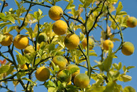 Poncirus frugtfrø - en hårdfør citrus til din have 100 stk