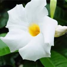 White Mandevilla Sanderi Flower Seeds for Planting - Ideal for Home Garden, GMO Free Seeds