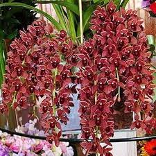 Dark Red Orchid Flower Seeds for Garden - 100 pcs