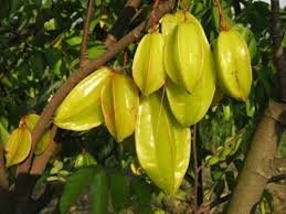 Thai Starfruit Averrhoa Carambola frø til tangy og eksotisk frugt 100 stk.