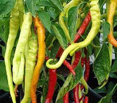 Corbaci Pepper Vegetable Seeds for Planting - 100 pcs