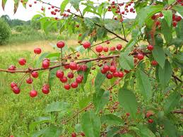 Pin Cherry (Prunus pensylvanica)  Fruit Seeds for Planting - Sweet, Juicy, and Colorful Cherries