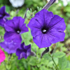 Blue Petunia Wave Flower Seeds for Garden Planting - Heirloom, NON-GMO Seeds - Easy to Grow