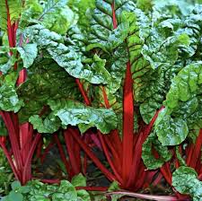 Swiss Chard Seeds for Planting - 100 pcs