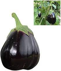 Futaba Giant Black Eggplant Seed for Planting, 100 pcs