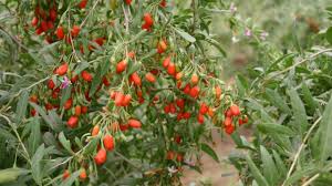 Lush Goji Berry Plant Seeds - Perfect for Health-Conscious Gardeners  100 pcs