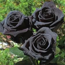 Black Rose Flower Seeds for Planting -100 pcs