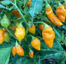 Augustine Minorcan Datil Hot Pepper Plant Seeds – Small Yet Spicy Peppers  100 pcs