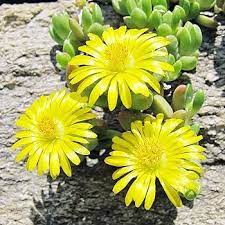 Yellow Delosperma Nubigenum or Ice Plant Flower Planting Seeds for Garden 100 pcs