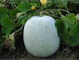 Ash Gourd Vegetable Seeds for Planting, 100 pcs