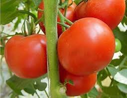 Tomato Seeds for Home Gardening, 100 pcs