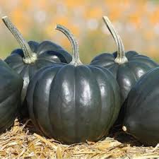 Black Pumpkin Vegetable Seeds for Planting - 100 pcs