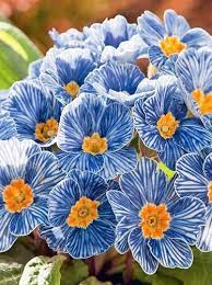 Europe Primula Acaulis Flower Seeds for Planting Light Blue