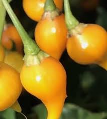 Yellow Biquinho Pepper Seeds for Planting heirloom & Non-GMO Seeds