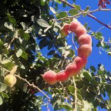 Red Guamuchil Fruit Seeds for Planting - Pithecellobium dulce Tree Madras Thorn Manila tamarind