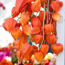 Red Alkekengi Plant Seeds for Planting – Heirloom & Non-GMO Organic Garden Seeds, High Germination