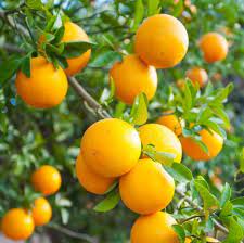 Valencia Orange Fruit Seeds for Planting- Sweet, Juicy Citrus Trees, Non-GMO Seeds