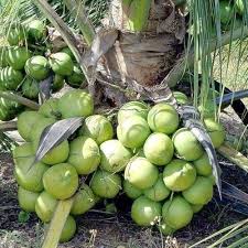 Tropical Coconut Fruit Seeds for Planting - Growing Exotic Trees, Heirloom and GMO Free Seeds