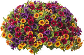 Blandede Superbells Petunia Blomsterfrø til udplantning – 100 stk