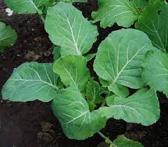 Couve Kale Tree Seeds for Planting heirloom & Non-GMO Seeds