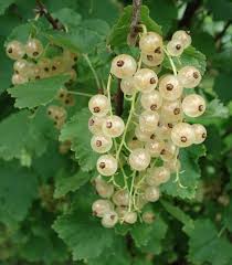 White Currant (Ribes rubrum var. alba) Fruit Seeds for Planting - Tangy Red Berries for Your Garden