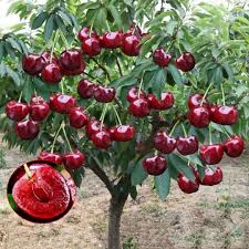 Rainier Sour Cherry Fruit Seeds for Planting- Perfect for Growing Your Own Sweet and Tart Cherries