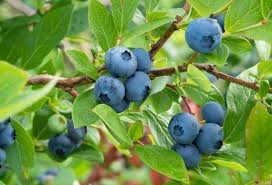 Blueberry Fruit Seeds for Planting - Delicious Berry Harvests, Organic Seeds for Planting