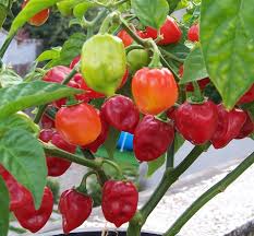 Mixed Habanero Seeds for Planting heirloom & Non-GMO Seeds