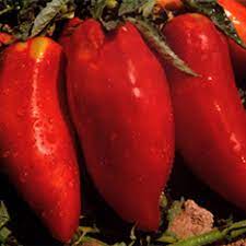 Red Opalka Seeds for Planting - 100 pcs