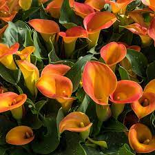 Orange Calla Flower Planting Seeds for Garden 100 pcs