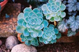 Sky Blue Echeveria Purpusorum Plant Seeds for Planting - 100 pcs